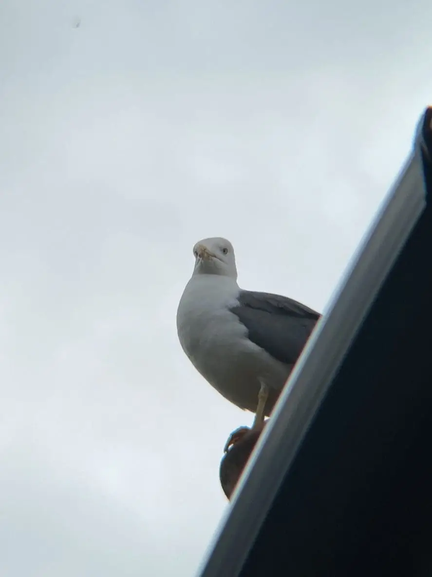 Seagull On Roof