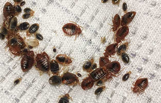 bed bug control service