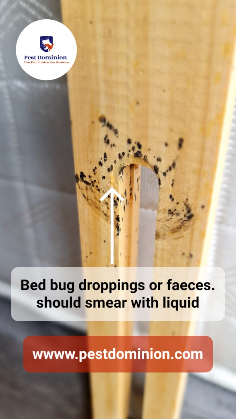 Cimex lectularius (Bed bug) droppings