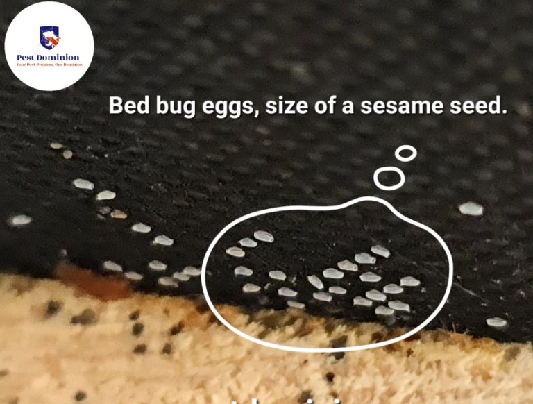 bed bug (Cimex lectularius) eggs