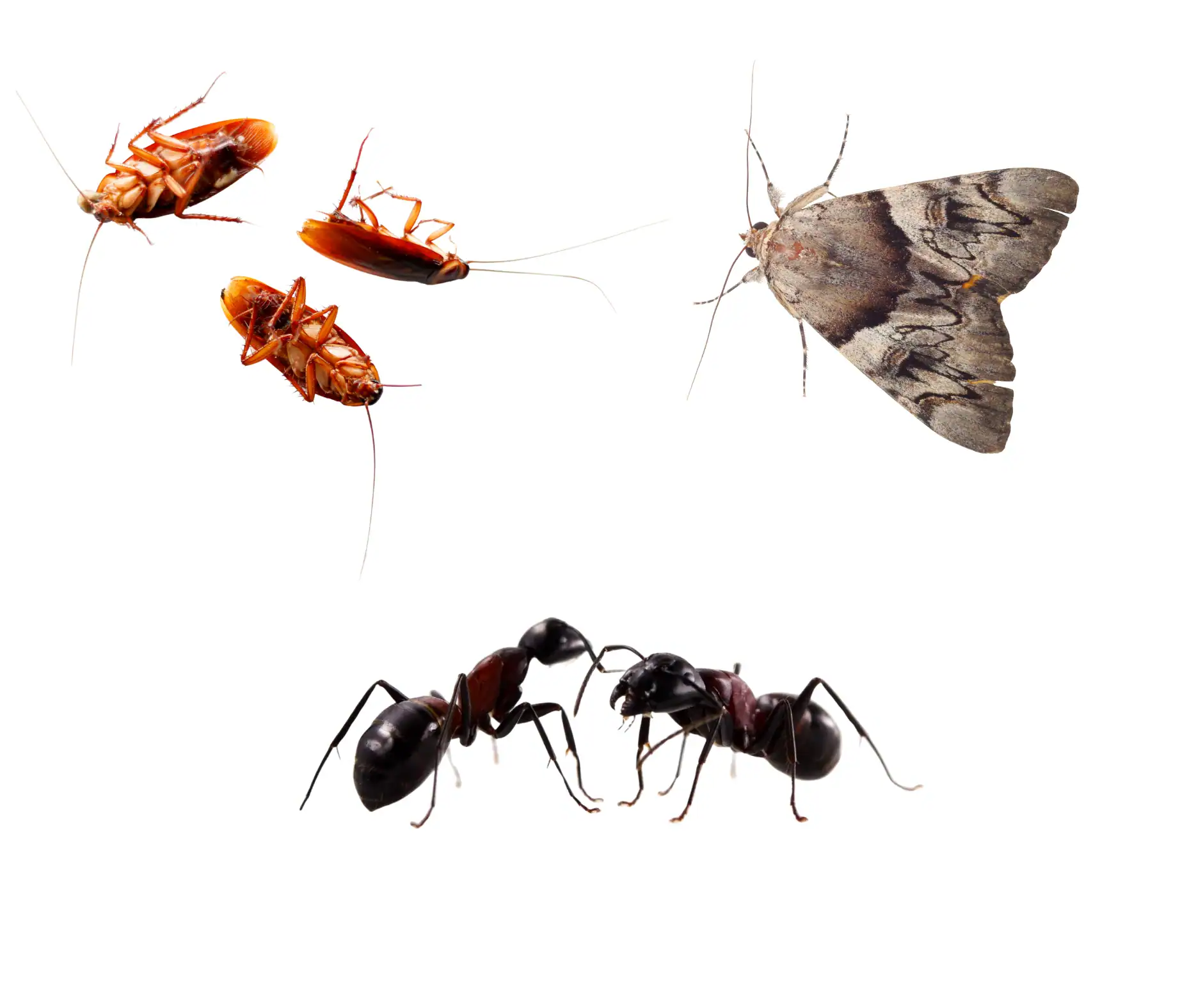 Ants, Cockroaches, & Moth control slough