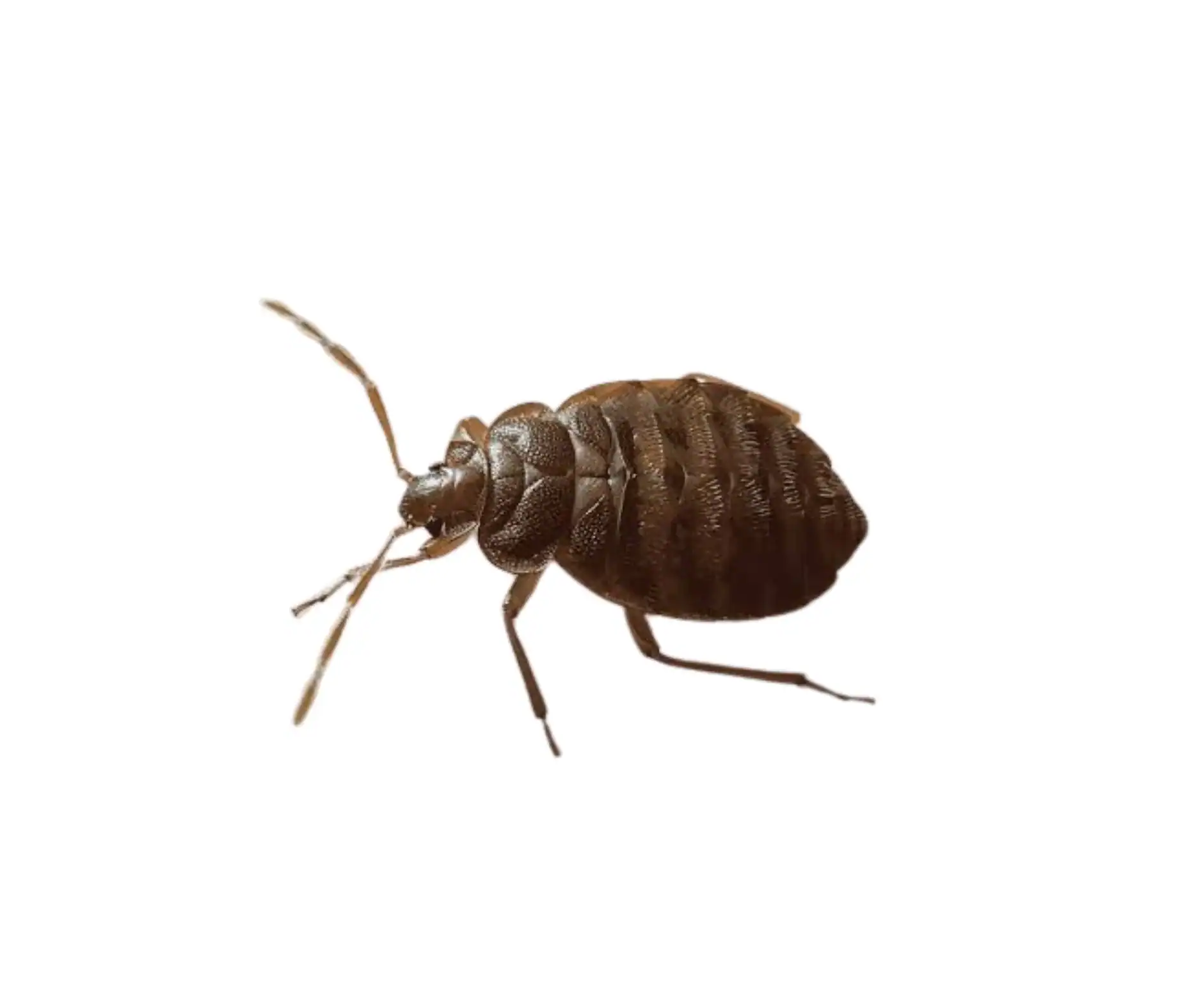 #image_title_bed_bug_(Cimex lectularius)