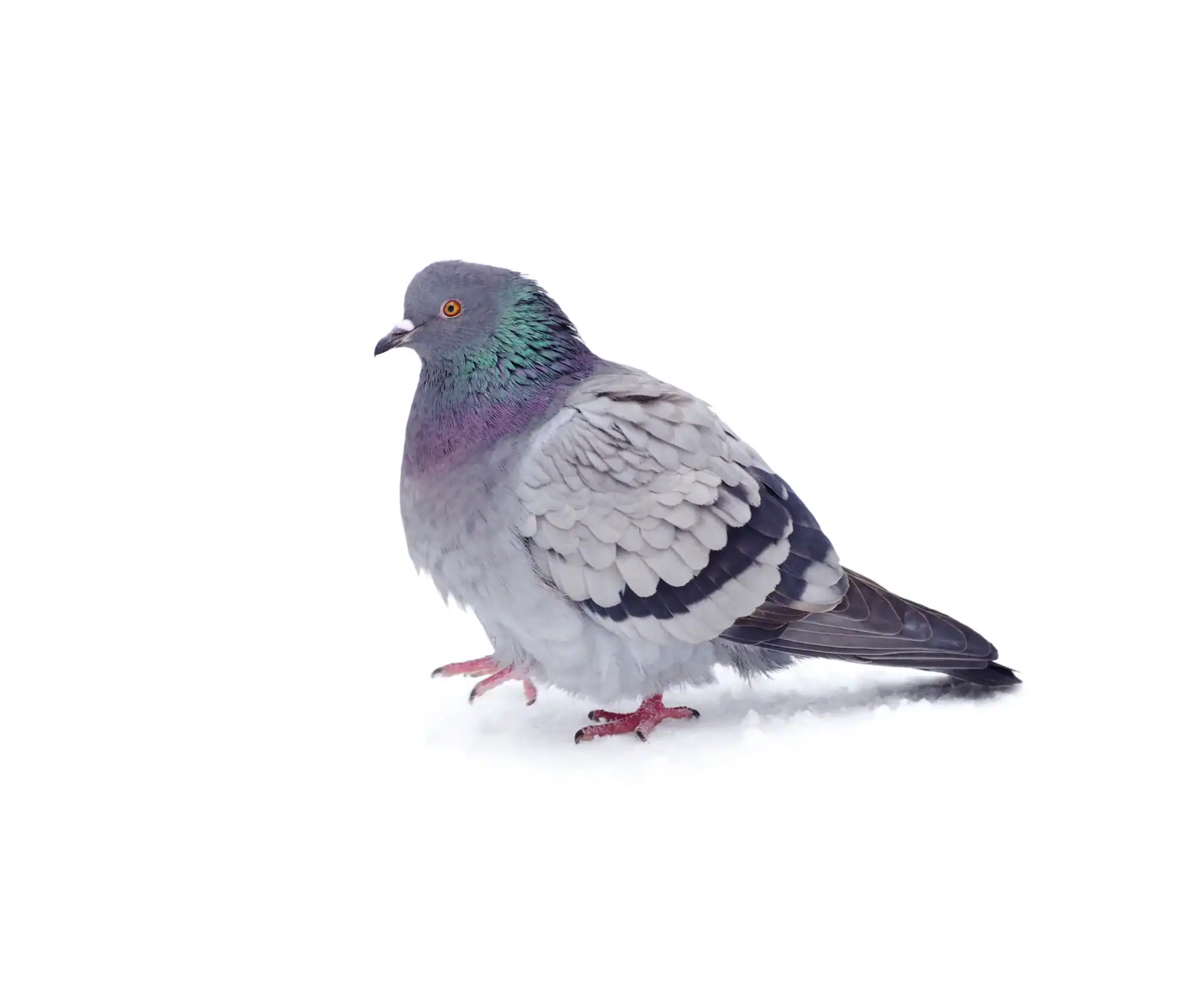 Pigeon Control Slough