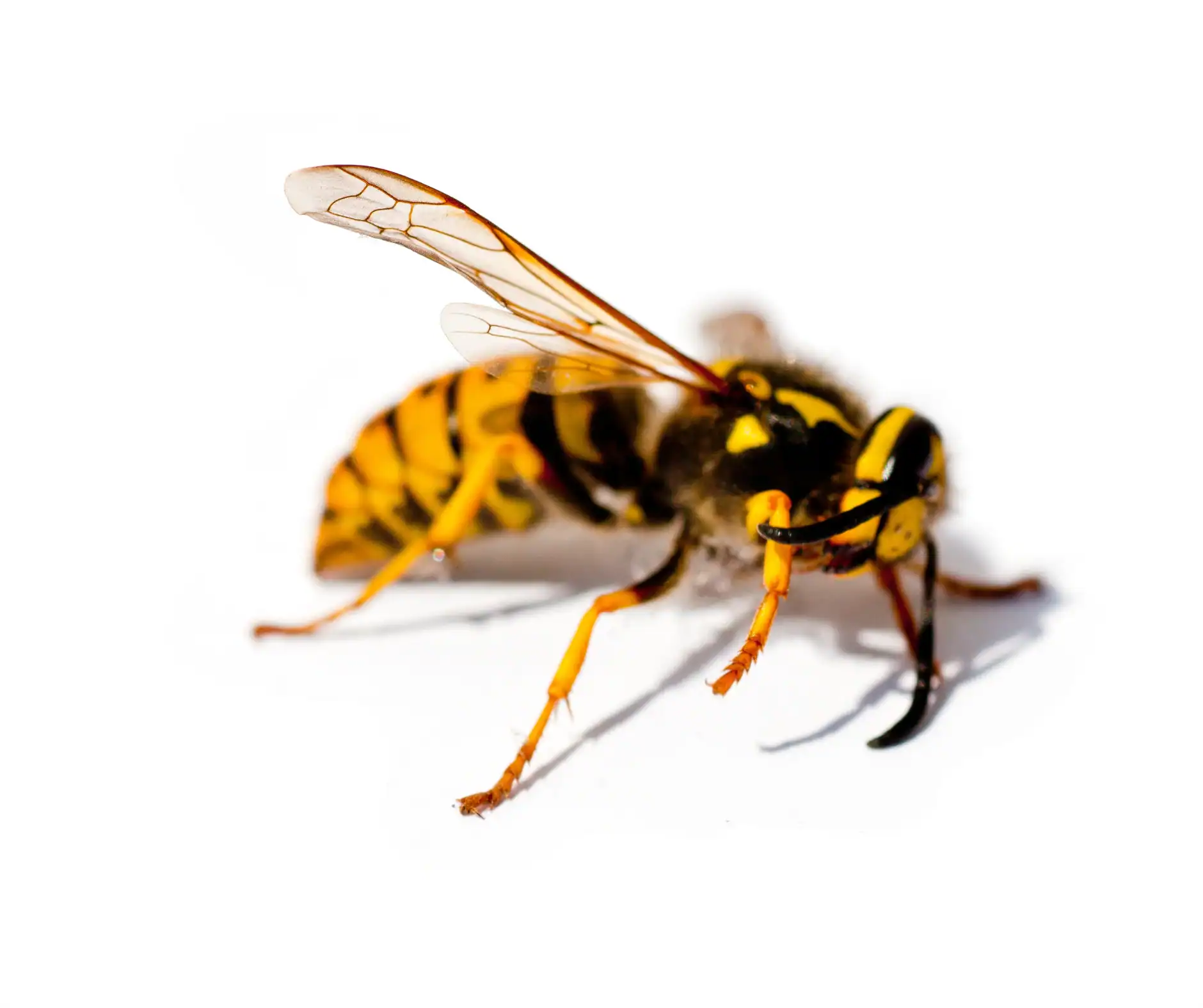 wasp picture